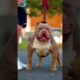 Pitbull Dog Real life Shorts status video #pitbull #facts #dog #pitbull #pitbulldog #dogfacts #yt