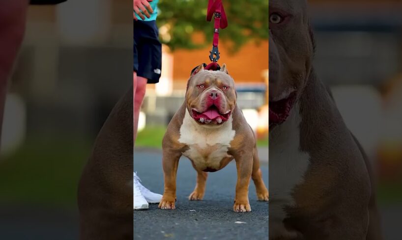 Pitbull Dog Real life Shorts status video #pitbull #facts #dog #pitbull #pitbulldog #dogfacts #yt