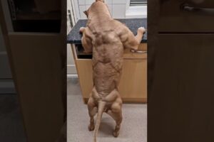 Pitbull Dog Real life Shorts status video #pitbull #facts #rescueefforts #dog #pitbulldog #ytshorts