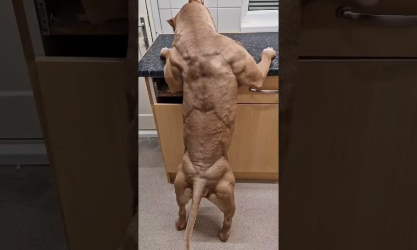 Pitbull Dog Real life Shorts status video #pitbull #facts #rescueefforts #dog #pitbulldog #ytshorts