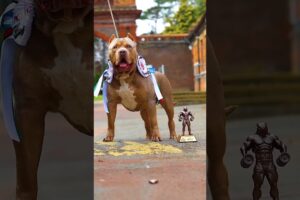 Pitbull Dog power Full DOG STATUS video #pitbull #facts #americanbully #dog #shorts #yt #pitbulldog