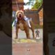 Pitbull Dog power Full DOG STATUS video #pitbull #facts #americanbully #dog #shorts #yt #pitbulldog