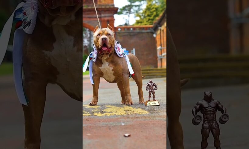 Pitbull Dog power Full DOG STATUS video #pitbull #facts #americanbully #dog #shorts #yt #pitbulldog