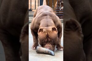 Pitbull Dog power Full 💪🏻 status 💪🏻🐾 #pitbull #facts #americanbully #dog #pitbulldog #dogbreed #yt