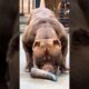 Pitbull Dog power Full 💪🏻 status 💪🏻🐾 #pitbull #facts #americanbully #dog #pitbulldog #dogbreed #yt