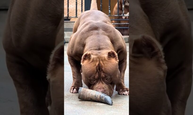 Pitbull Dog power Full 💪🏻 status 💪🏻🐾 #pitbull #facts #americanbully #dog #pitbulldog #dogbreed #yt