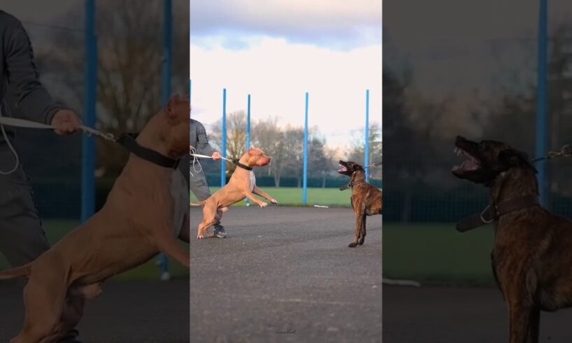 Pitbull Dog power 💪🏻☠️ Shorts status #pitbull #facts #americanbully #dog #pitbulldog#wildliferescue