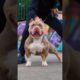 Pitbull Dog status #pitbull #facts #americanbully #dog #mrbeast #pitbulldog #shorts #viralvideo #yt
