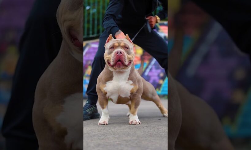 Pitbull Dog status #pitbull #facts #americanbully #dog #mrbeast #pitbulldog #shorts #viralvideo #yt