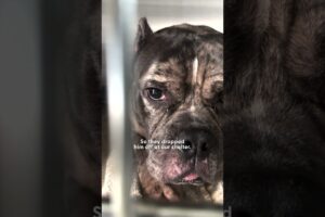 Pittie Refuses To Go Back To The Shelter | The Dodo
