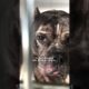 Pittie Refuses To Go Back To The Shelter | The Dodo