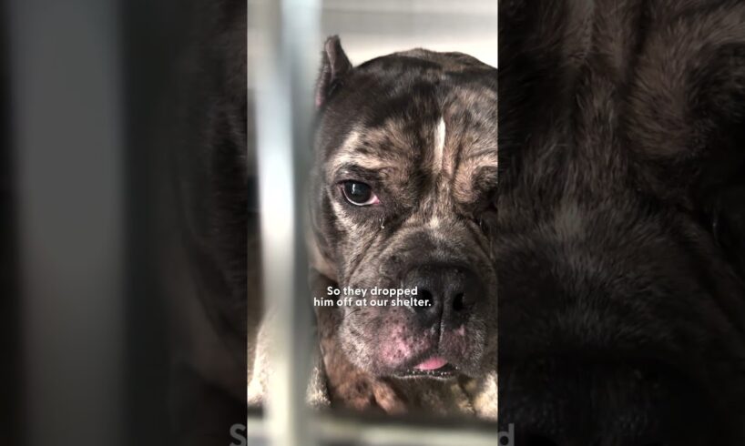 Pittie Refuses To Go Back To The Shelter | The Dodo
