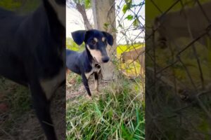 Playing with dog #puppy #doglover #cute #animals #funny #doglove #dog #barking #love #shortvideo