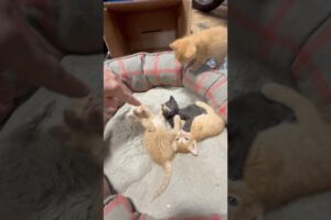Playing#cat,#foryou,#cute,#kitten,#funny,#comedy,#love,#animals,#anime,#fyp,