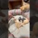 Playing#cat,#foryou,#cute,#kitten,#funny,#comedy,#love,#animals,#anime,#fyp,