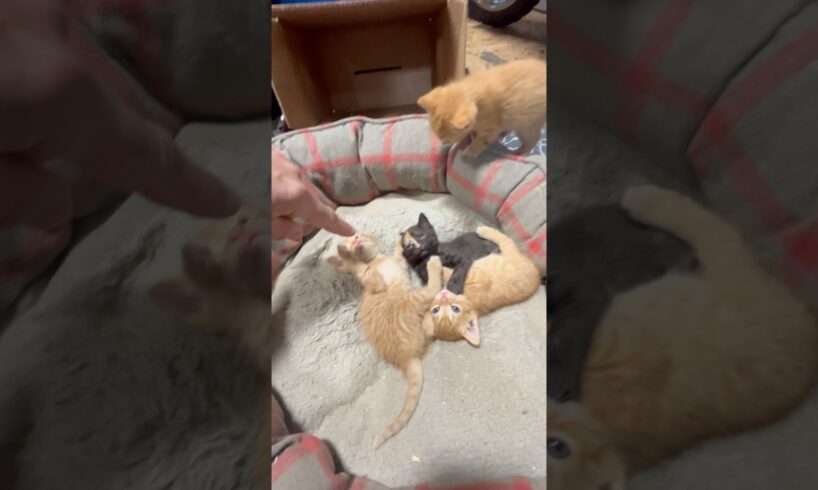 Playing#cat,#foryou,#cute,#kitten,#funny,#comedy,#love,#animals,#anime,#fyp,
