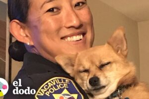Policía rescata a 60 animales de un fuego | El Dodo