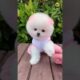 Pomeranian Dog Price in India cute puppy viral video #shorts #trending #video #cute #puppy