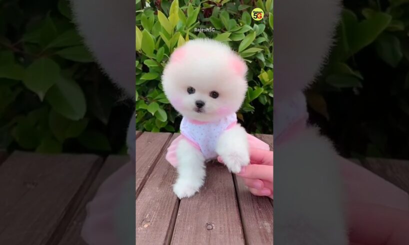 Pomeranian Dog Price in India cute puppy viral video #shorts #trending #video #cute #puppy