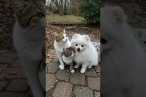 Pomeranian is playing with little cat #pomeranian #animals #doglife