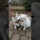 Pomeranian is playing with little cat #pomeranian #animals #doglife