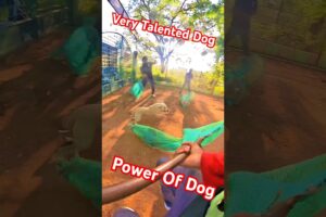 Power Of Indian Dog #shorts #dogwithpublicsafety #dog #rescue #respect