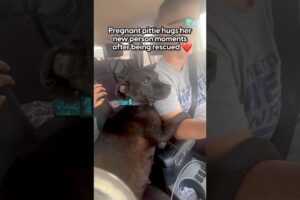 Pregnant Stray Pittie Hugs Her Rescuer The Whole Ride Home | The Dodo