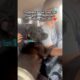 Pregnant Stray Pittie Hugs Her Rescuer The Whole Ride Home | The Dodo