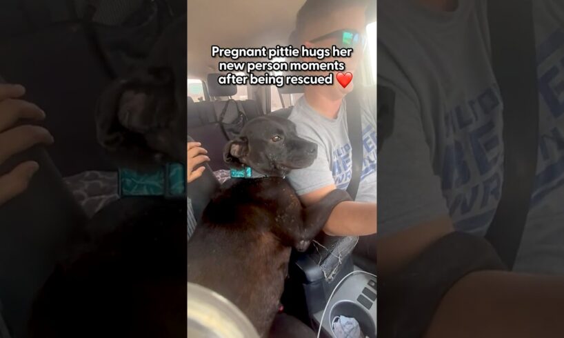 Pregnant Stray Pittie Hugs Her Rescuer The Whole Ride Home | The Dodo