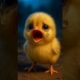 Pug Saves Chicks 😭❤️ #AnimalRescue #Shorts