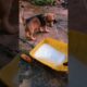 Puppies don't drink milk.#shortvideo