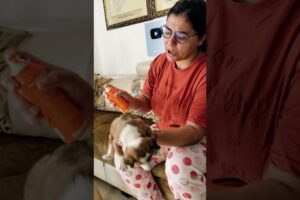 Puppy love and care #puppy #puppies #dog #dogs #dogmom #doglover #doglovers #shorts