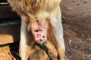 Puppy rescue , dog rescue videos Maggots&Wounds ,help me😓 😔😔