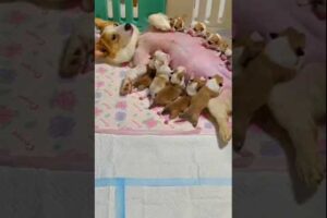 Puppy short videos 4K | Fluffy puppy videos| 12 Puppies Born – A Day to Remember!