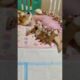 Puppy short videos 4K | Fluffy puppy videos| 12 Puppies Born – A Day to Remember!