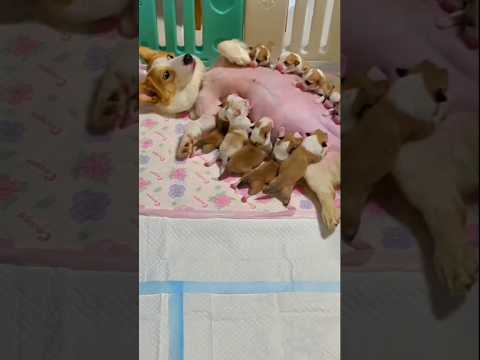 Puppy short videos 4K | Fluffy puppy videos| 12 Puppies Born โ A Day to Remember!