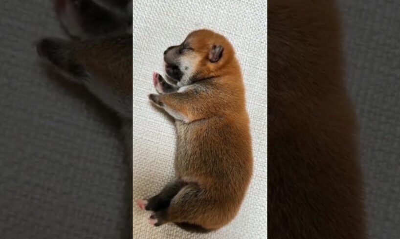 Puppy's MIRACULOUS Rescue After Being Abandoned in the Rain! #fyp #fypyoutube