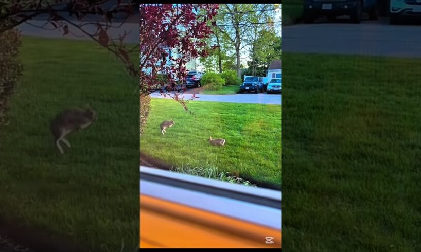 Rabbits playing with each other #pets #animals #shorts #pet #petlover #automation #animation