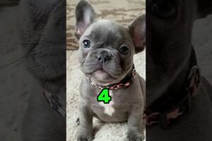 Rank these cute puppies #animals .#puppies #dogs #fyp #viral