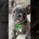 Rank these cute puppies #animals .#puppies #dogs #fyp #viral
