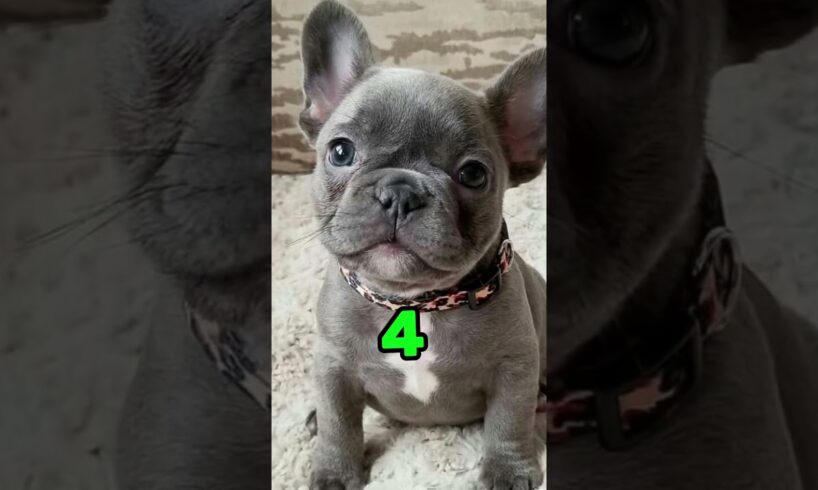 Rank these cute puppies #animals .#puppies #dogs #fyp #viral