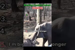 Ranking Animal Fights! Part 1  #youtubeshorts #viralvideo #animals #fight #shorts