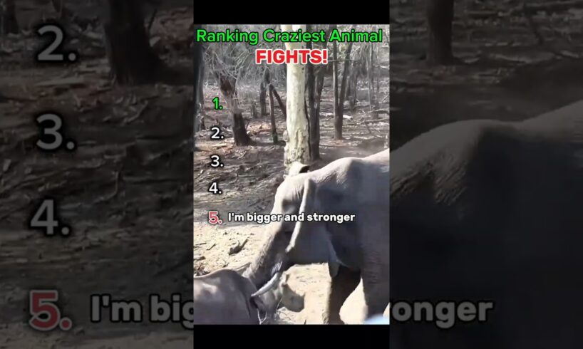 Ranking Animal Fights! Part 1  #youtubeshorts #viralvideo #animals #fight #shorts