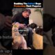 Ranking The CUTEST Dogs Protecting Their Puppies 🥲