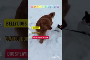 Ranking of the cutest dogs #trending