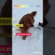 Ranking of the cutest dogs #trending