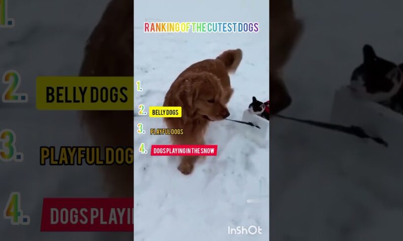 Ranking of the cutest dogs #trending
