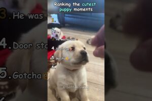 Ranking the cutest puppy moments EVER! #ranking #funny #cute #puppies #cutepuppies #shorts