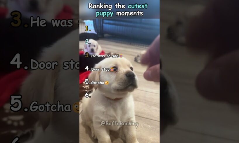 Ranking the cutest puppy moments EVER! #ranking #funny #cute #puppies #cutepuppies #shorts