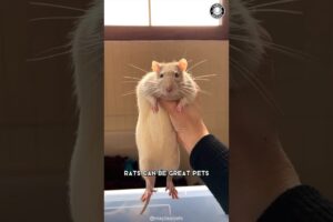 Rats 🐀  Why They Make Great Pets?